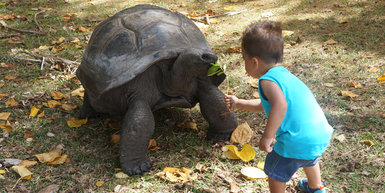 Schildpad voeren op de Seychellen